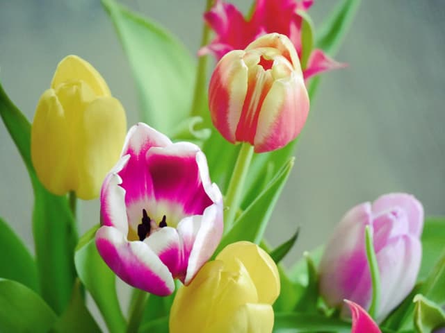 Tulip Bouquets